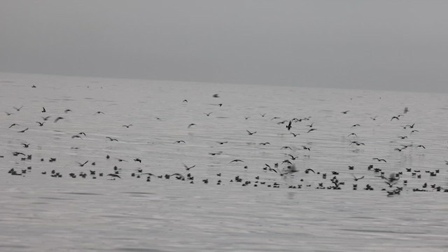 Fork-tailed Storm-Petrel - ML625059926