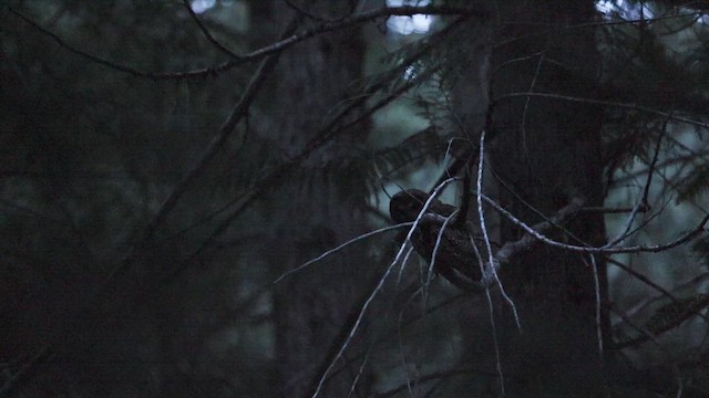 Spotted Owl (Northern) - ML625059979