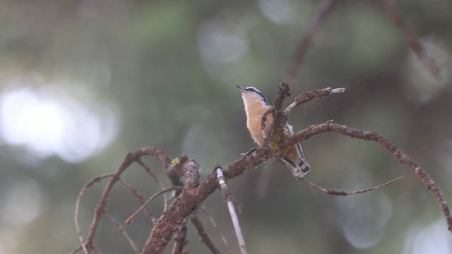 Red-breasted Nuthatch - ML625060099
