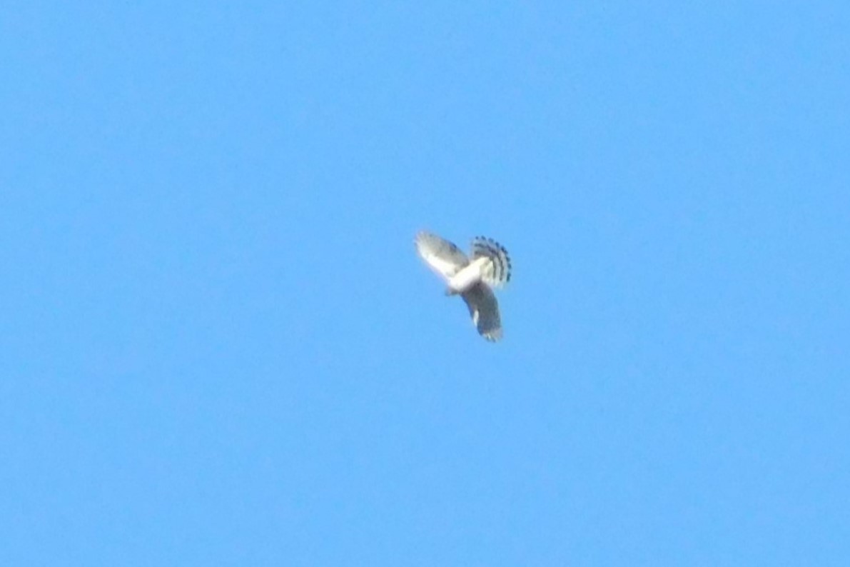 Cooper's Hawk/American Goshawk - ML625060252