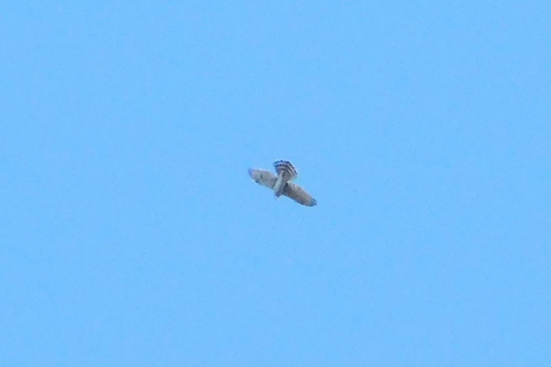 Cooper's Hawk/American Goshawk - ML625060254