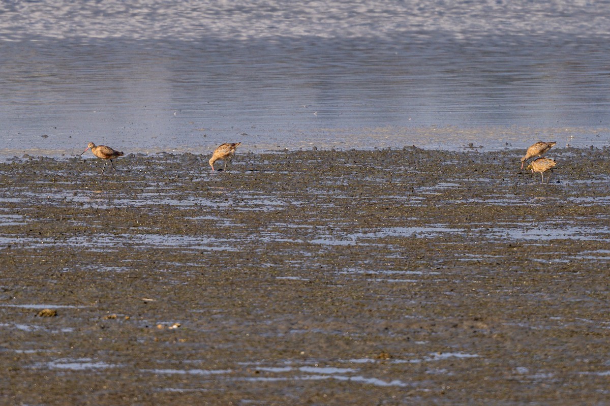 Marbled Godwit - ML625060470