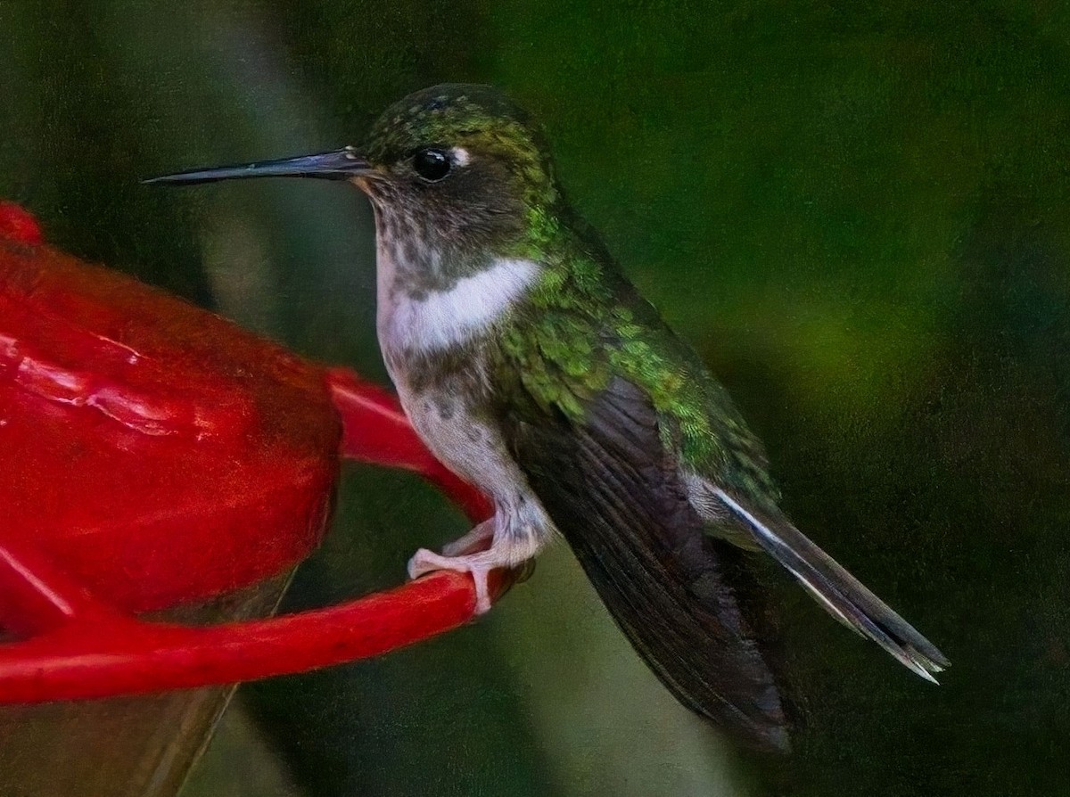 Ecuadorian Piedtail - ML625060509