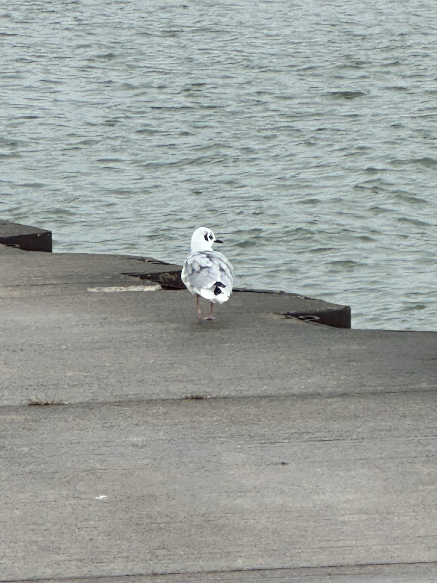 Bonaparte's Gull - ML625060623