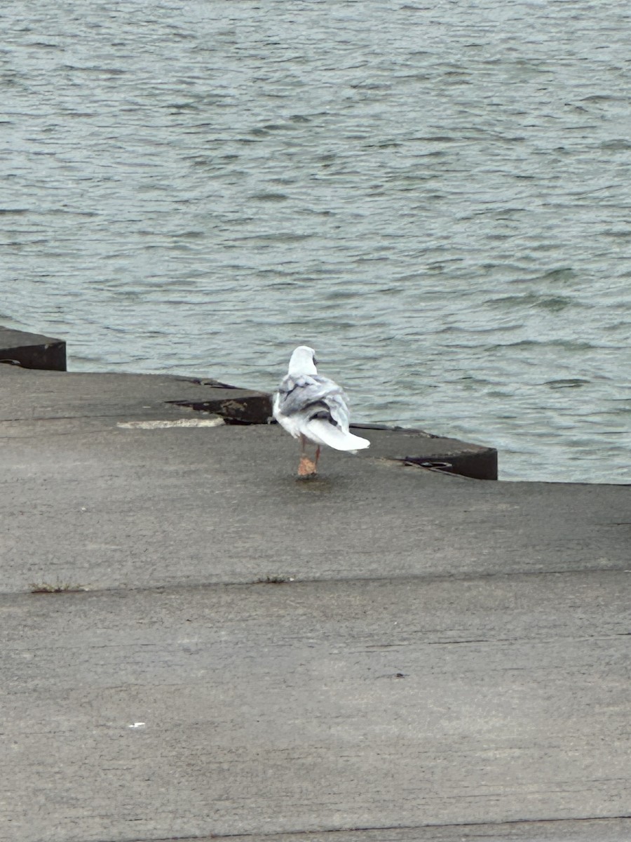 Bonaparte's Gull - ML625060624