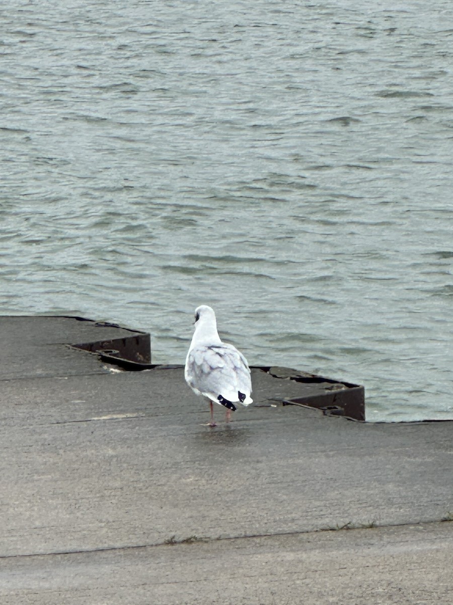 Mouette de Bonaparte - ML625060625