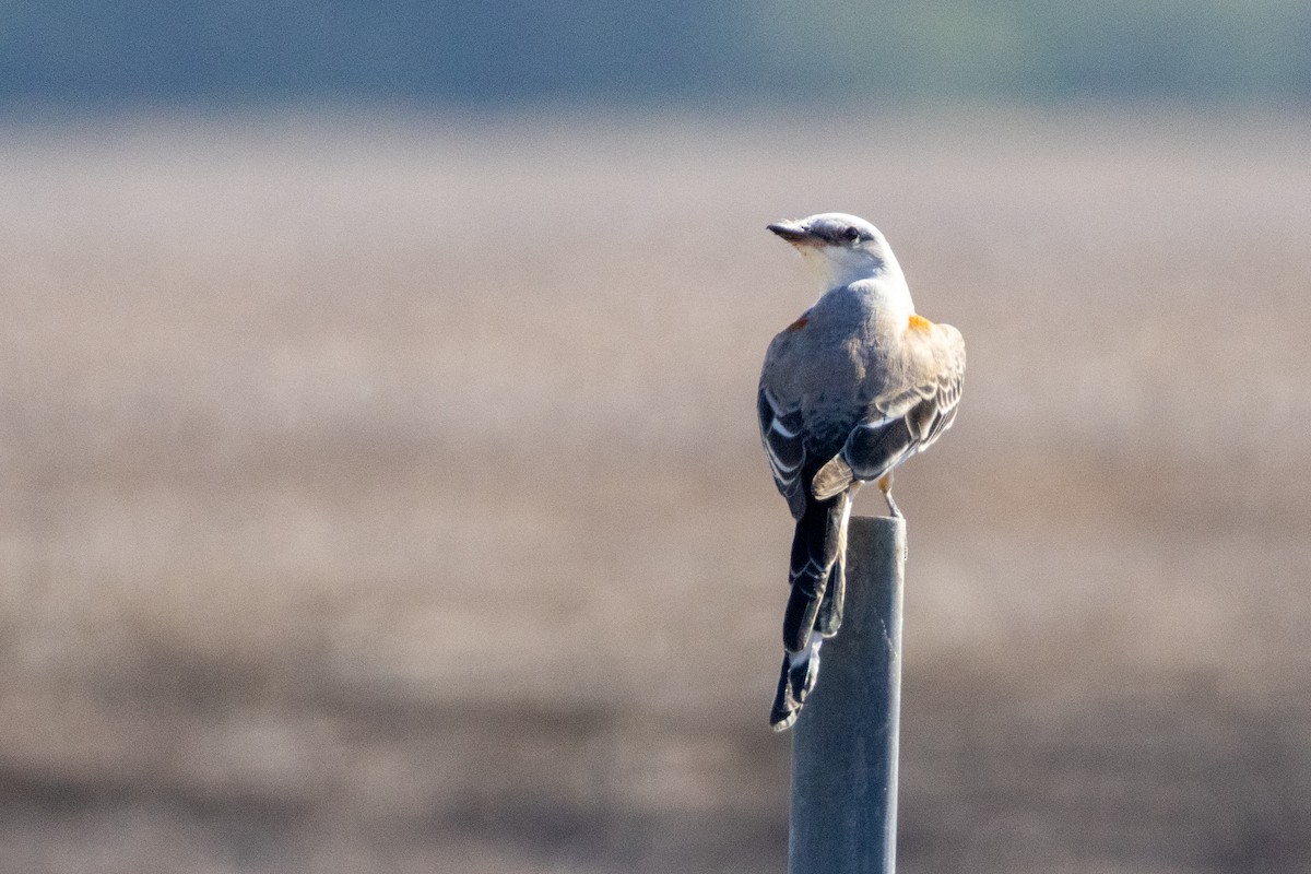 Scissor-tailed Flycatcher - ML625060701
