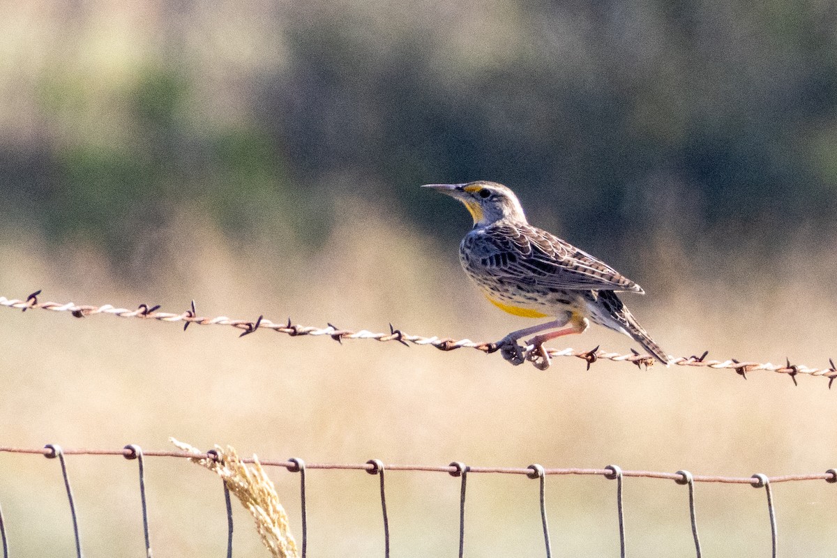 Western Meadowlark - ML625060729