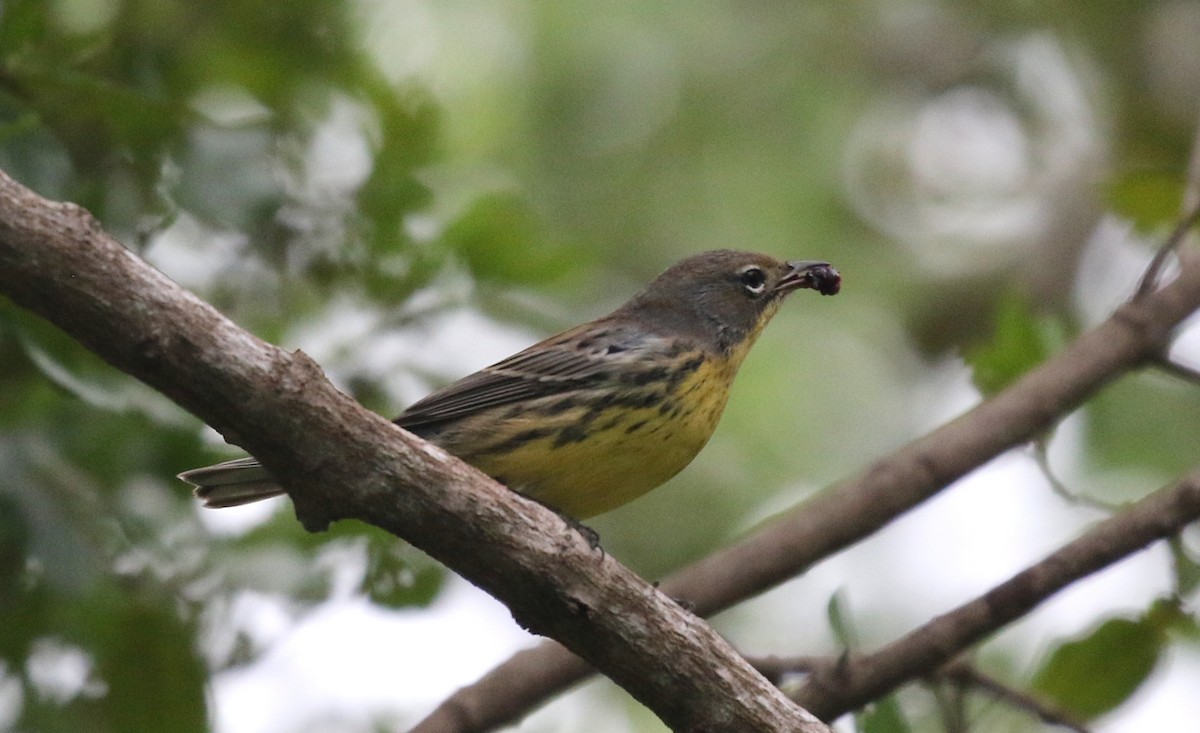 Kirtland's Warbler - ML625060849