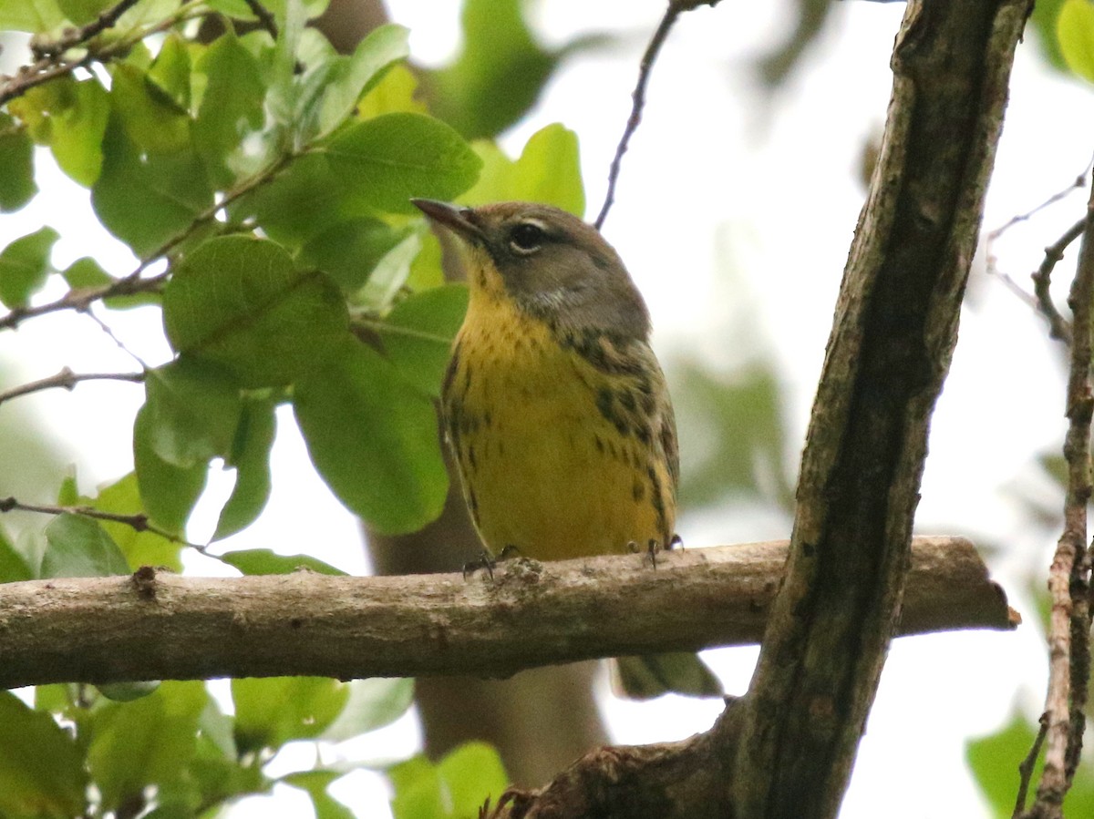 Kirtland's Warbler - ML625060850