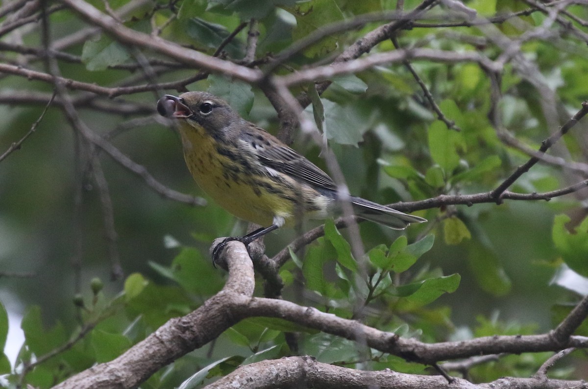 Kirtland's Warbler - ML625060851