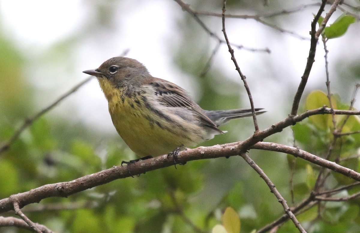 Kirtland's Warbler - ML625060852