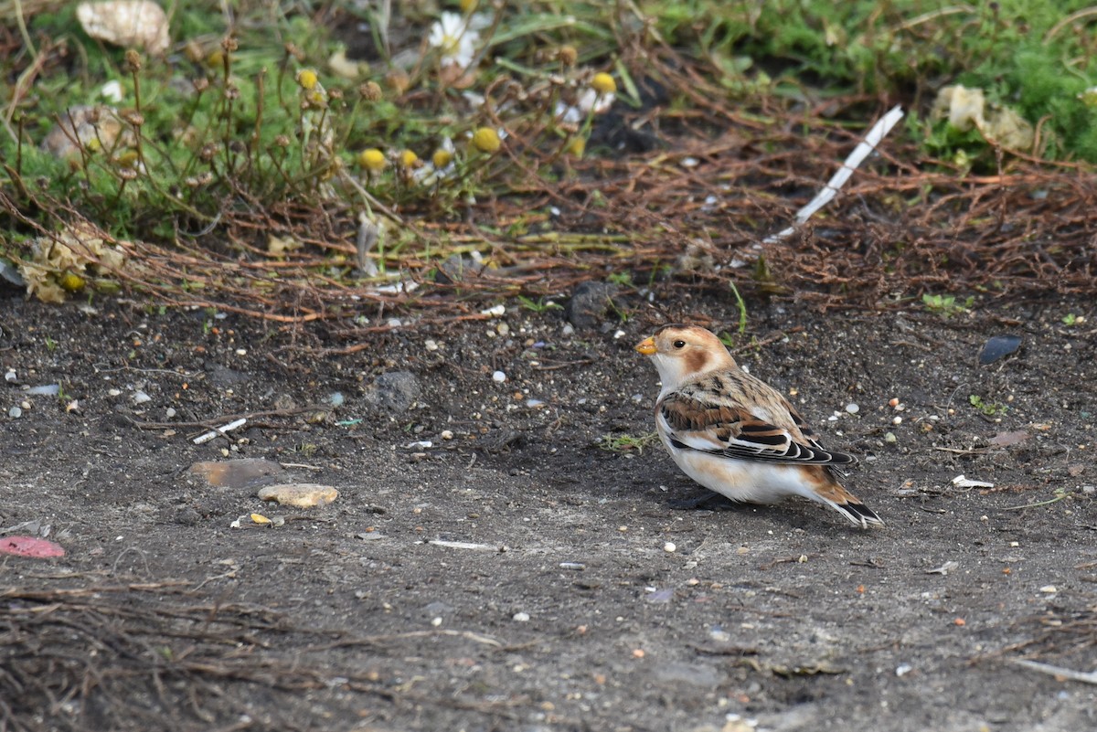 Snow Bunting - ML625060866