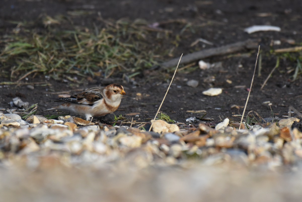 Snow Bunting - ML625060867