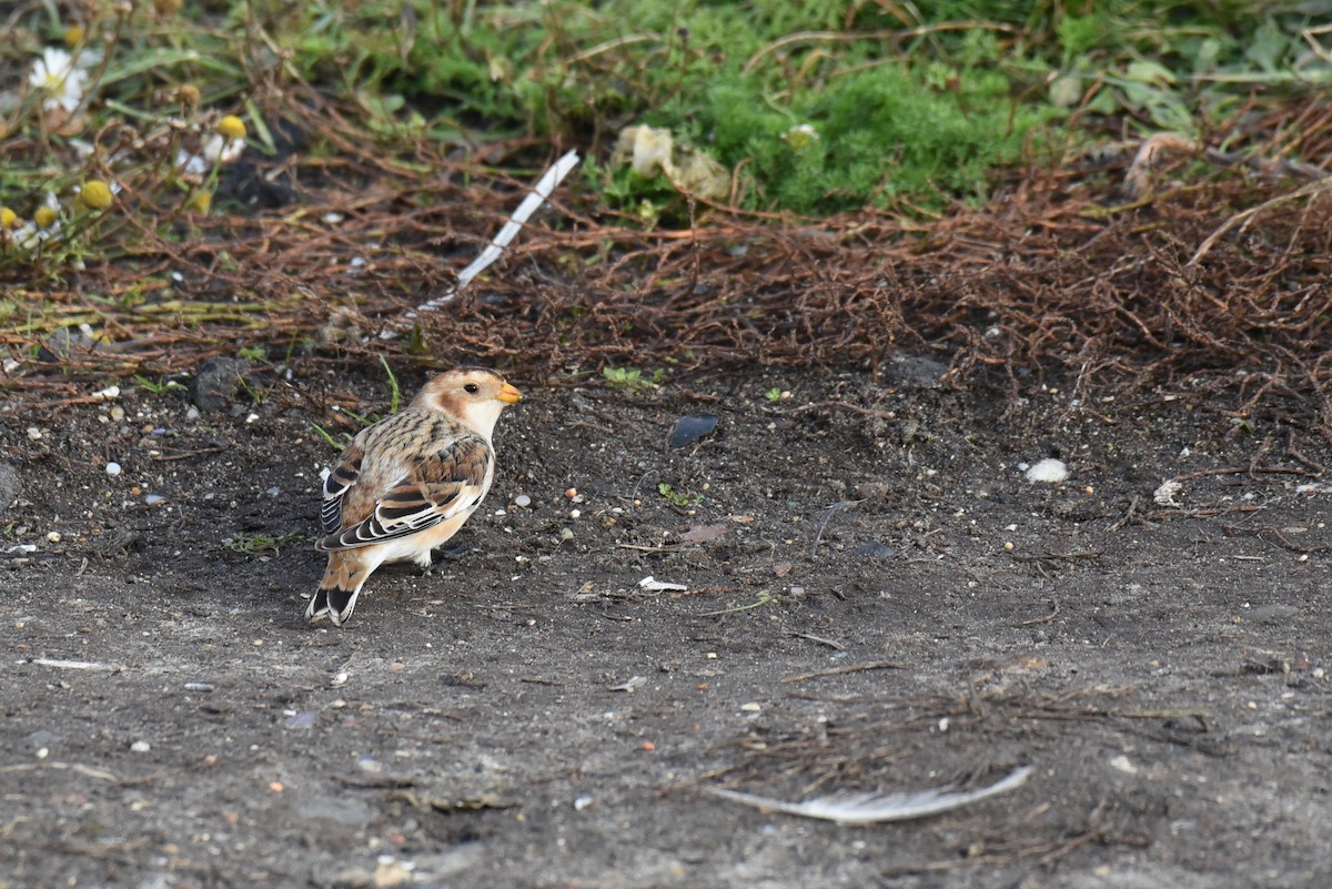 Snow Bunting - ML625060868