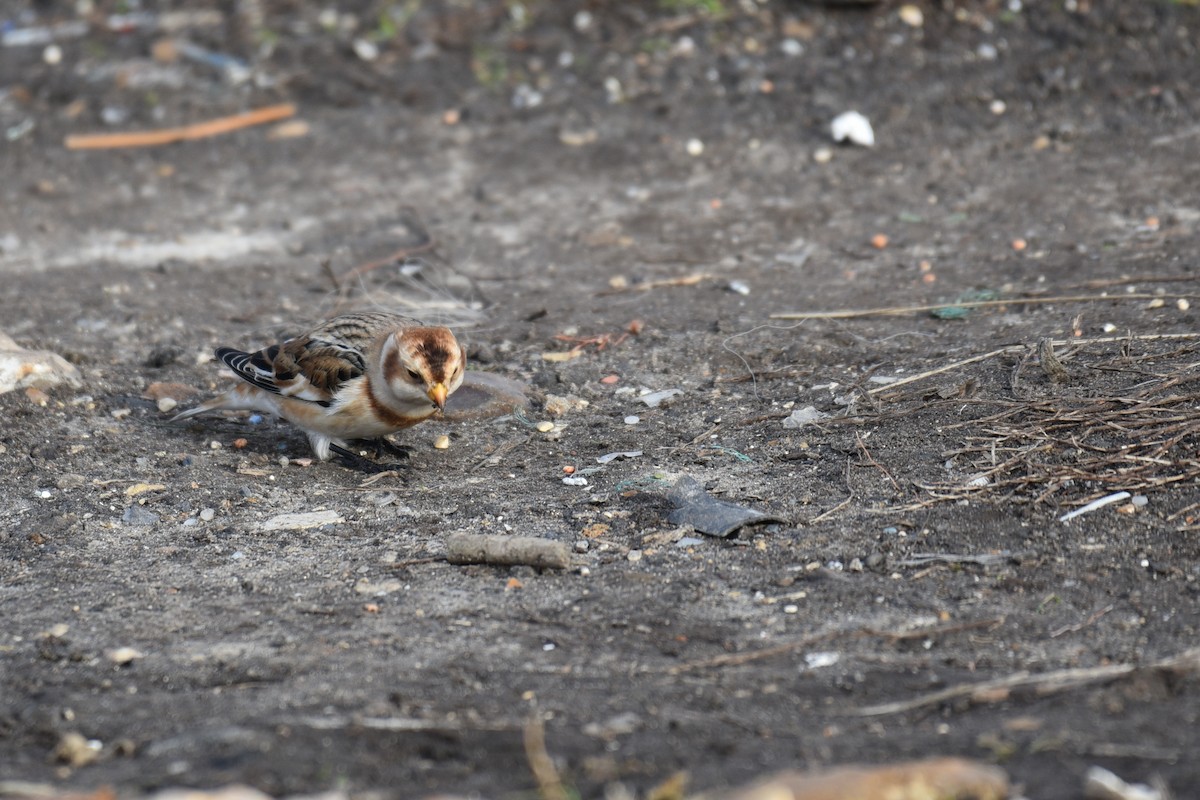 Snow Bunting - ML625060869