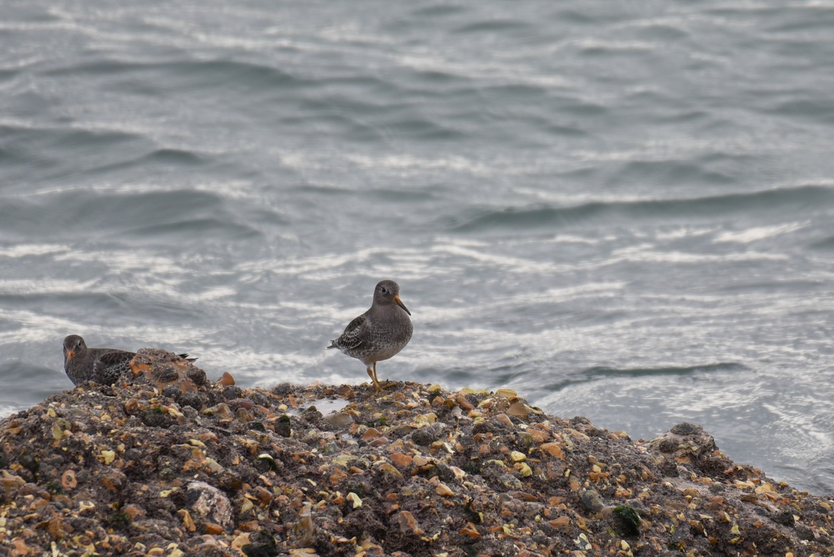 Purple Sandpiper - ML625060894