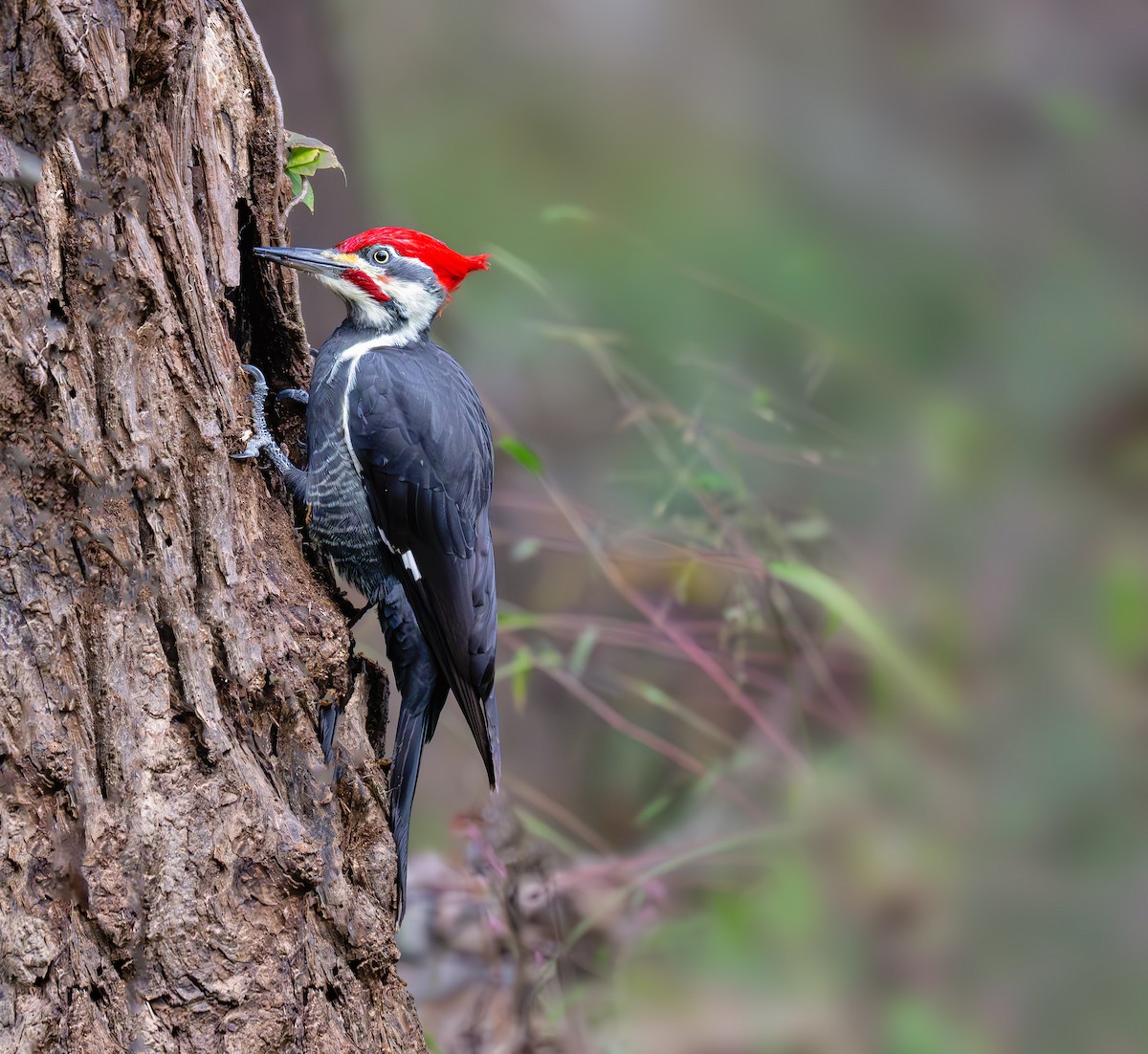 Pileated Woodpecker - ML625060904