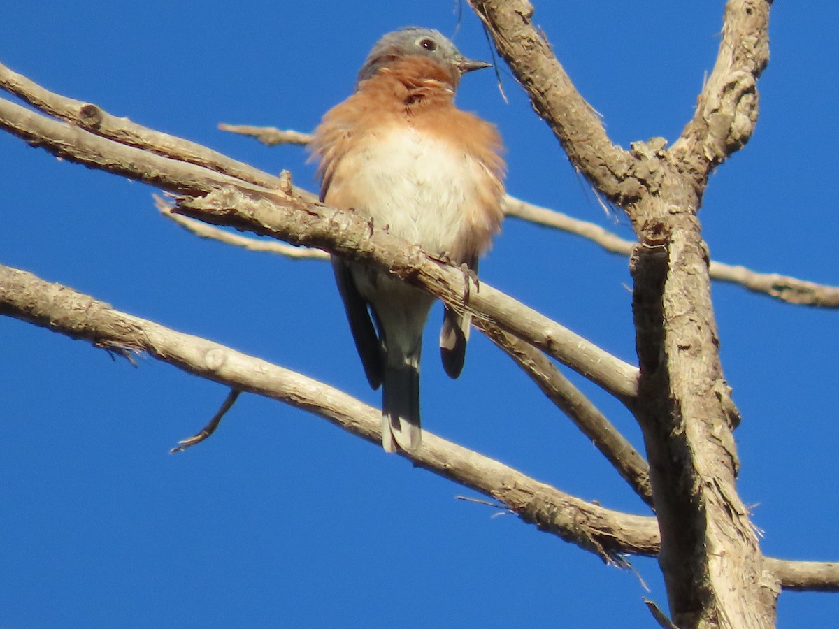 Eastern Bluebird - ML625060939