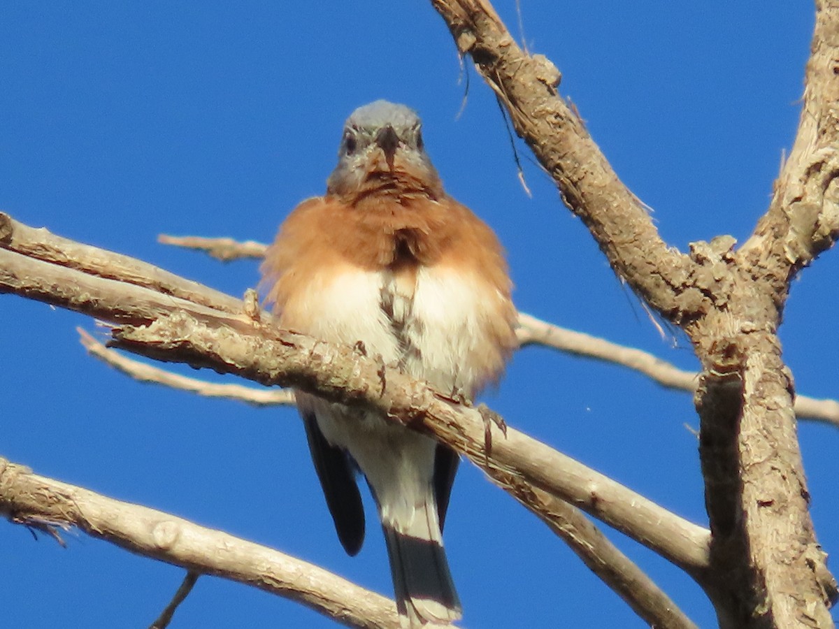 Eastern Bluebird - ML625060944