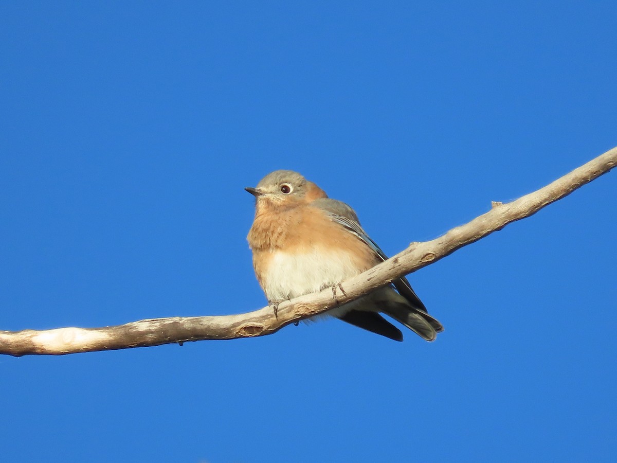 Eastern Bluebird - ML625060950