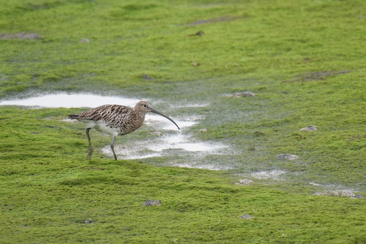 Eurasian Curlew - ML625060967