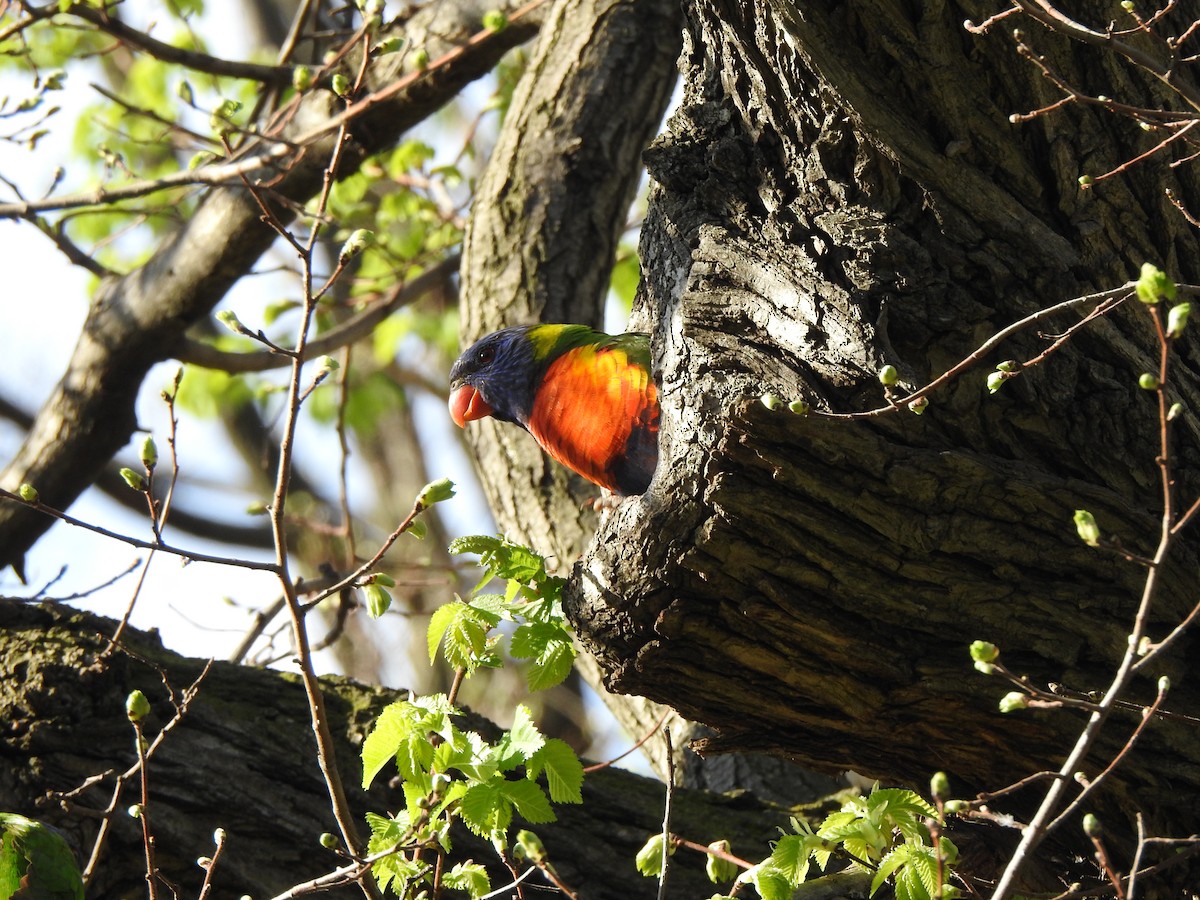 Rainbow Lorikeet - ML625061327