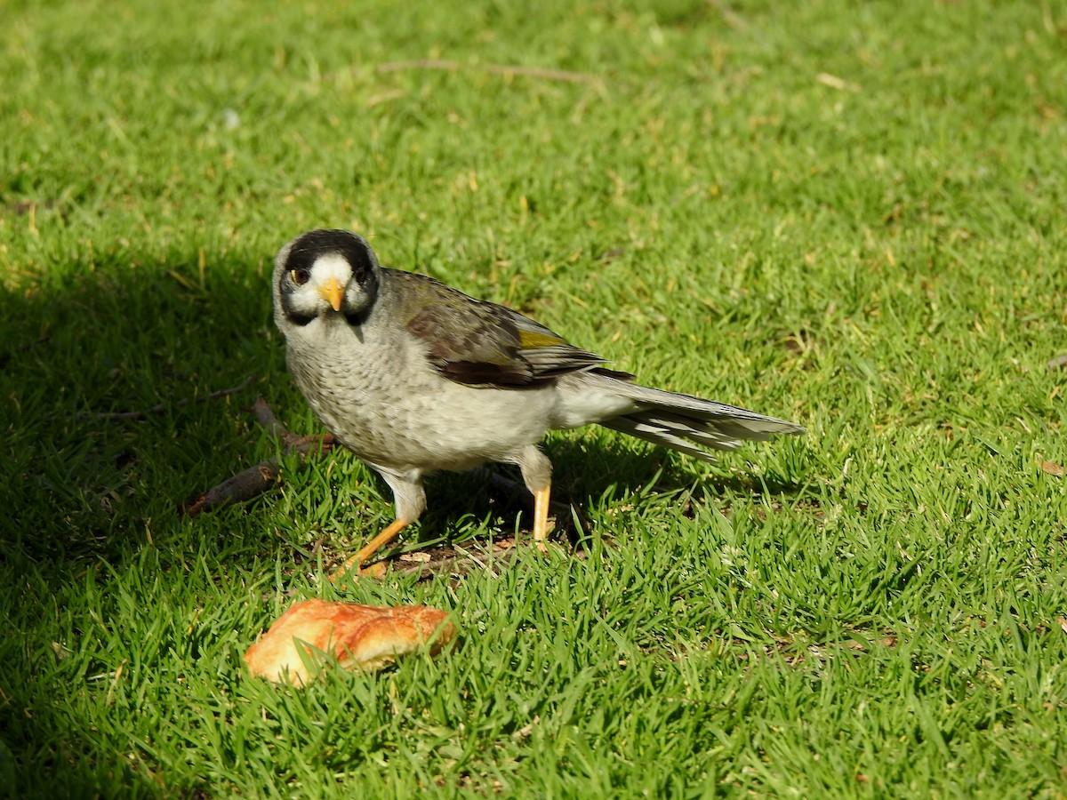 Noisy Miner - ML625061358
