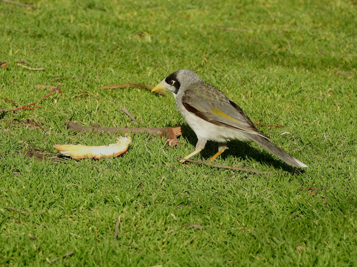Noisy Miner - ML625061359