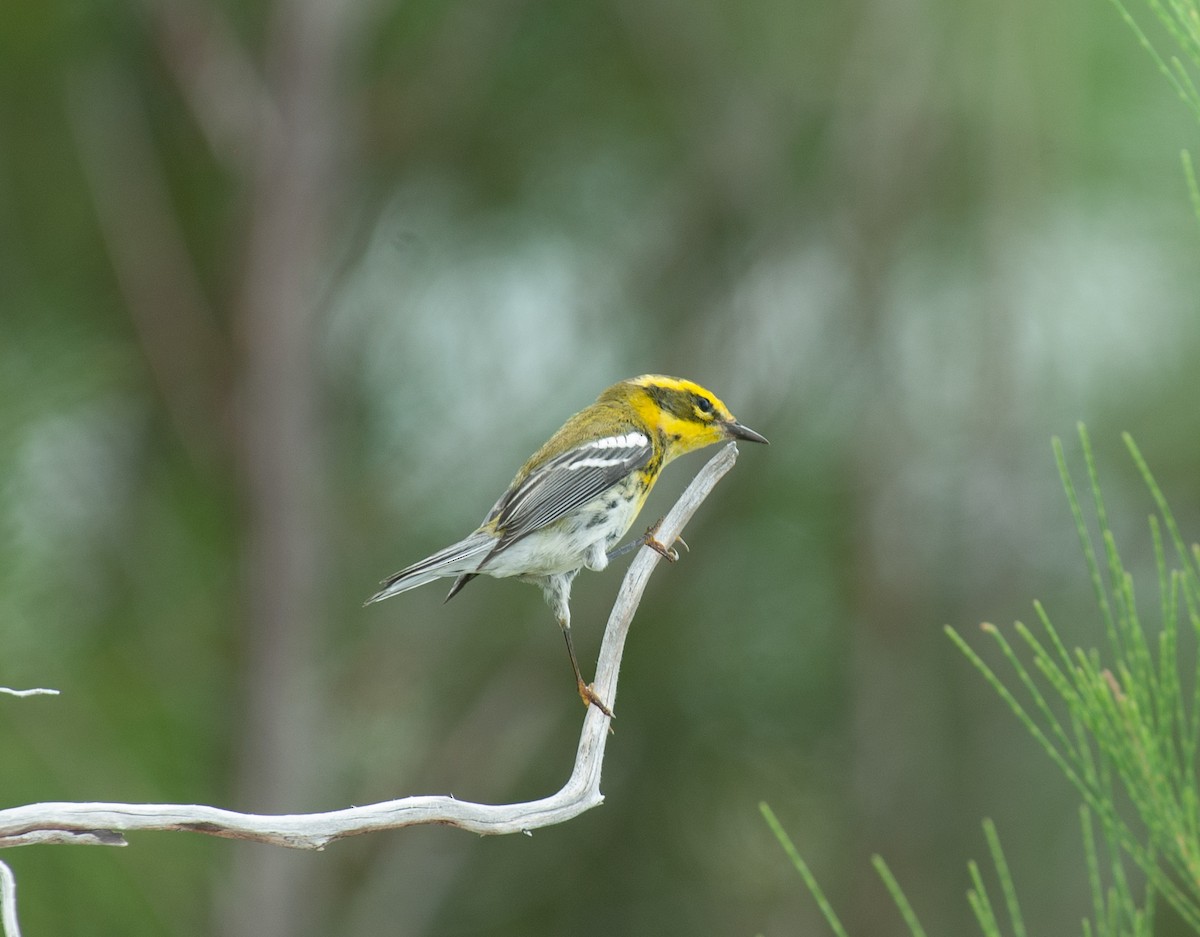 Townsend's Warbler - Larry Manfredi