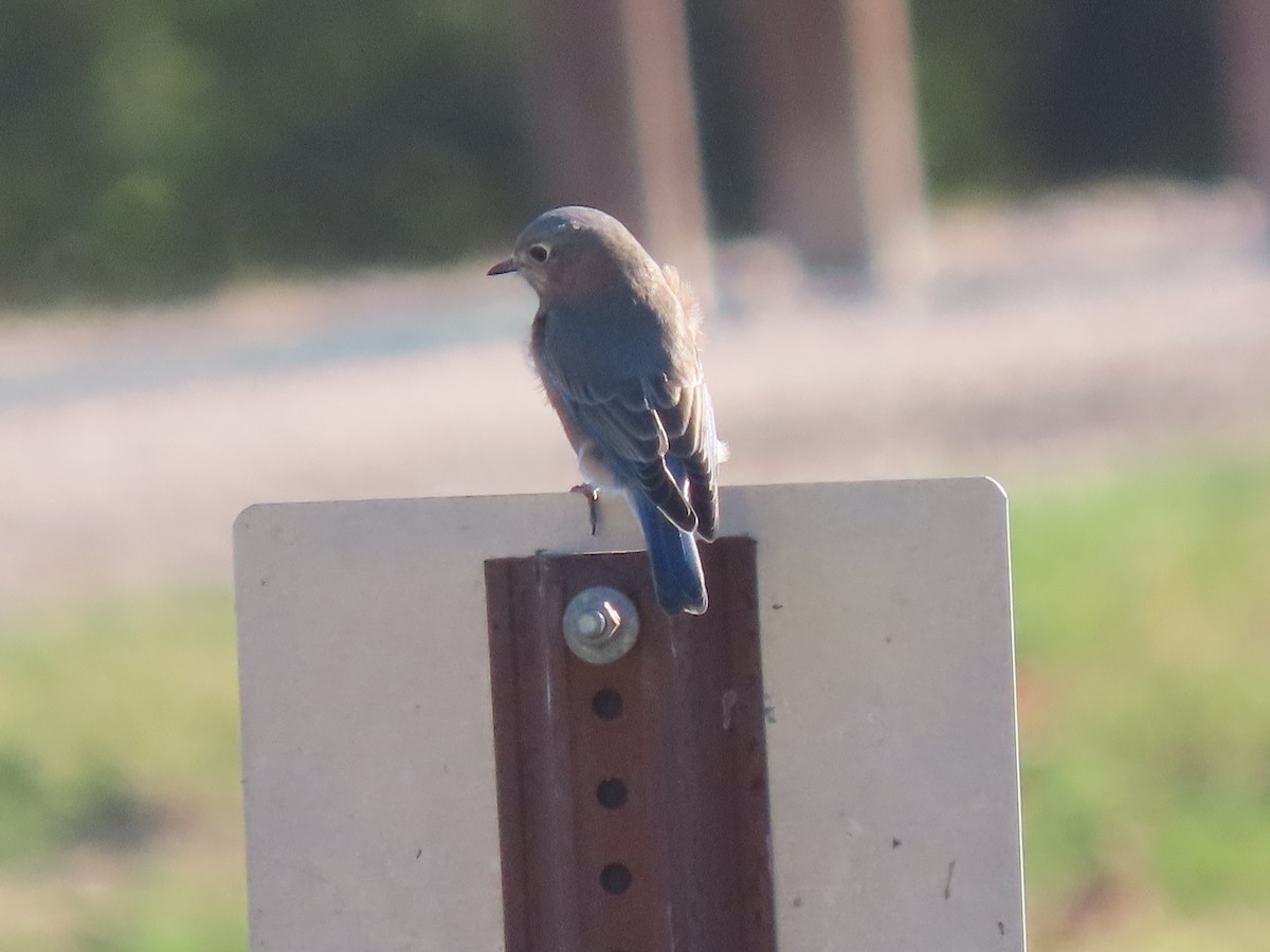 Eastern Bluebird - ML625061473