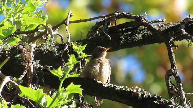Southern House Wren - ML625061481
