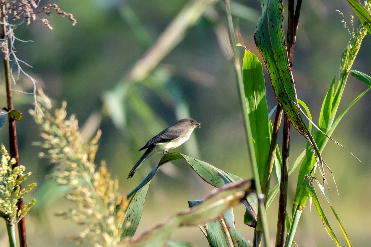 Eastern Phoebe - ML625061637