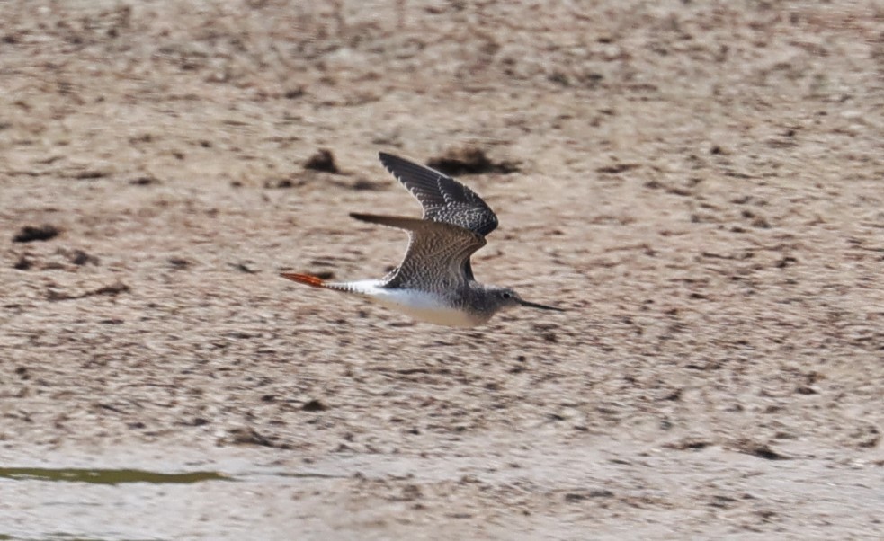 Lesser/Greater Yellowlegs - ML625061695