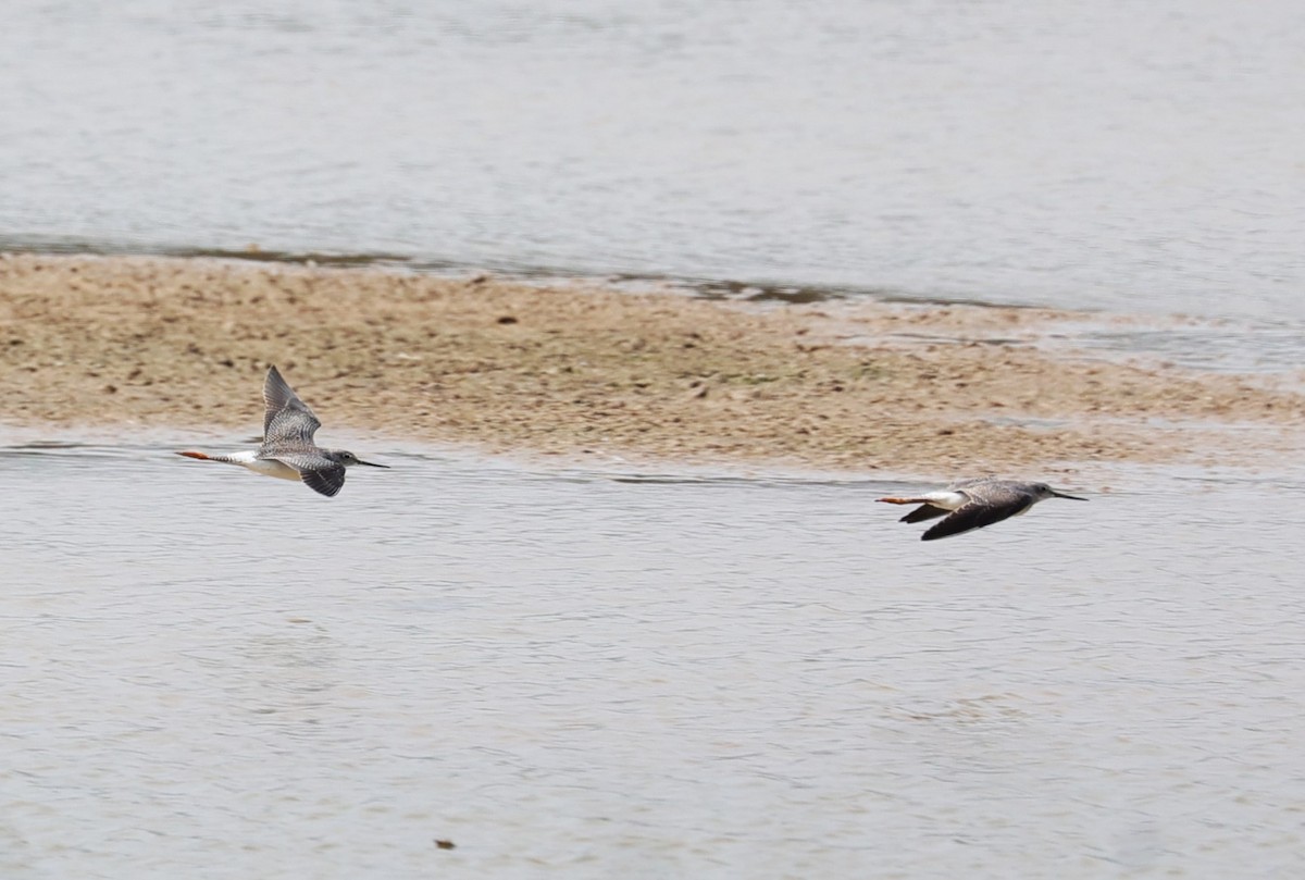 Lesser/Greater Yellowlegs - ML625061696