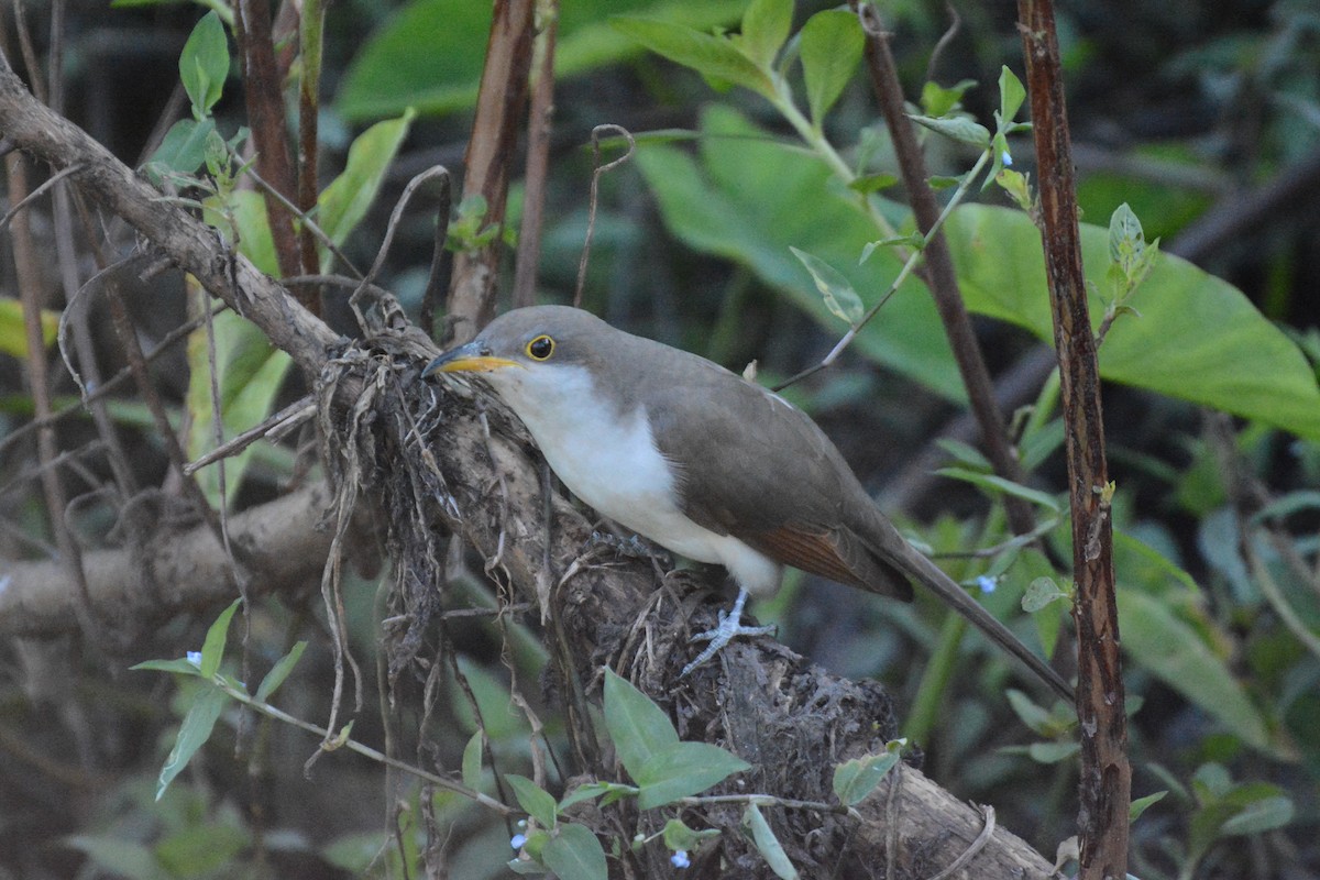 Yellow-billed Cuckoo - ML625061715