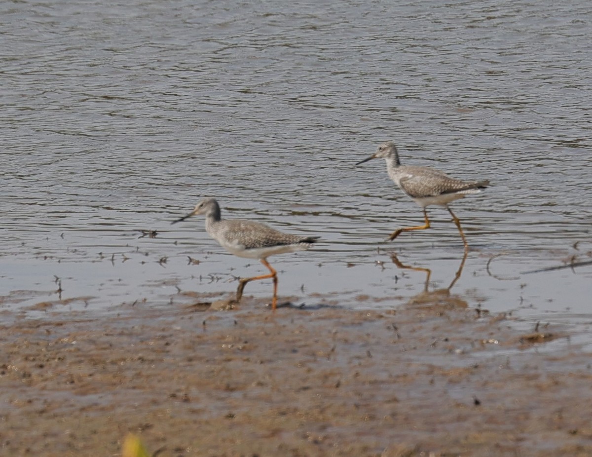 Lesser/Greater Yellowlegs - ML625061719