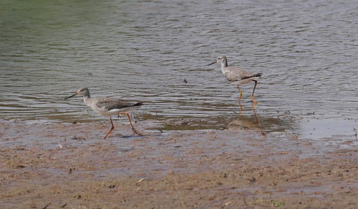 Lesser/Greater Yellowlegs - ML625061720