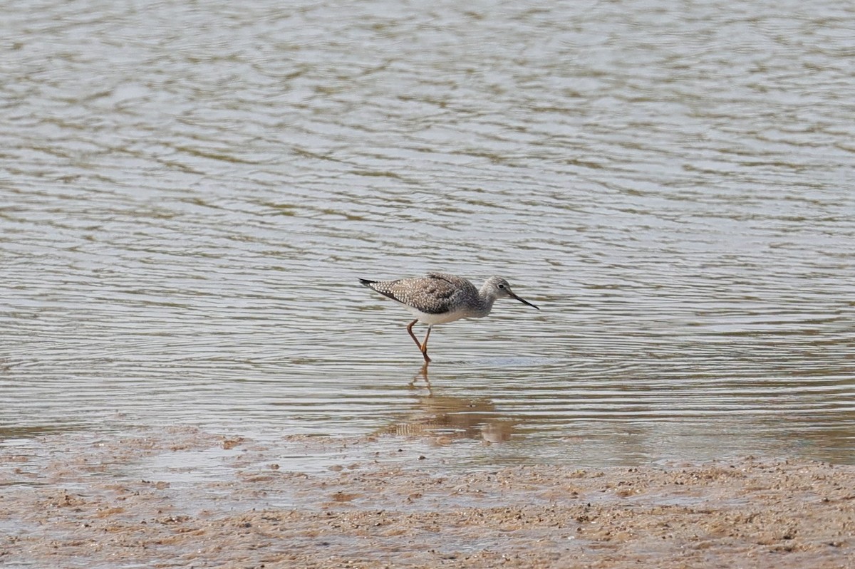 Lesser/Greater Yellowlegs - ML625061721