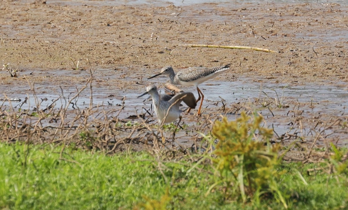 Lesser/Greater Yellowlegs - ML625061722