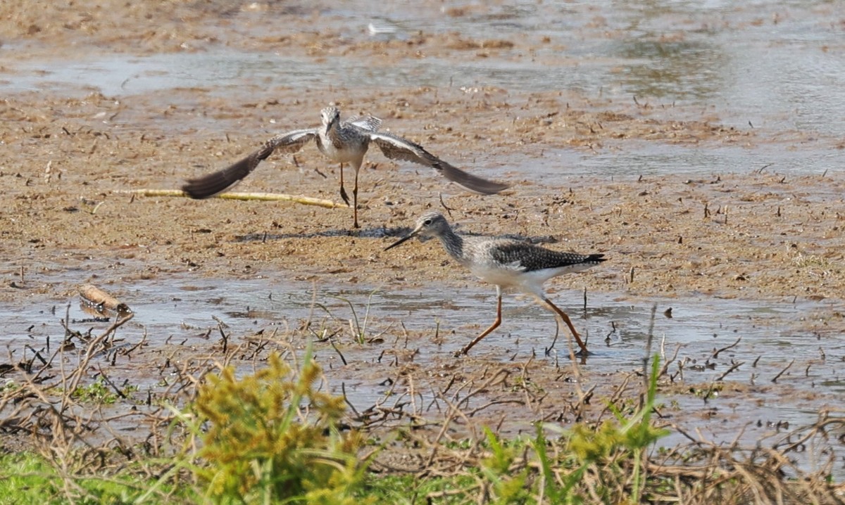 Lesser/Greater Yellowlegs - ML625061723