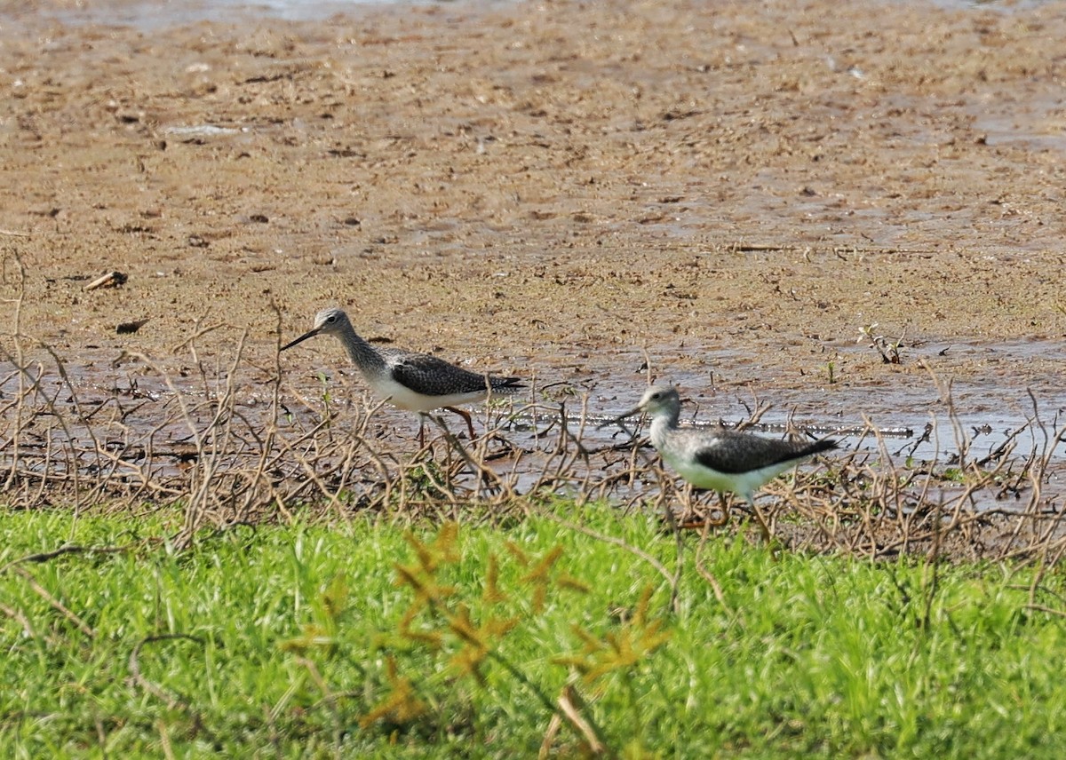 Lesser/Greater Yellowlegs - ML625061724