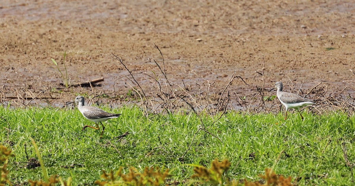 Lesser/Greater Yellowlegs - ML625061725