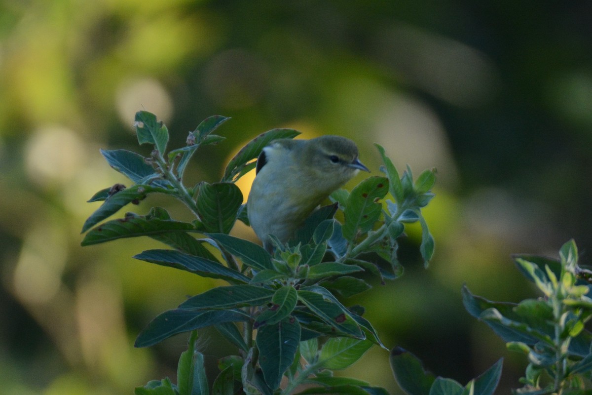 Tennessee Warbler - ML625061727