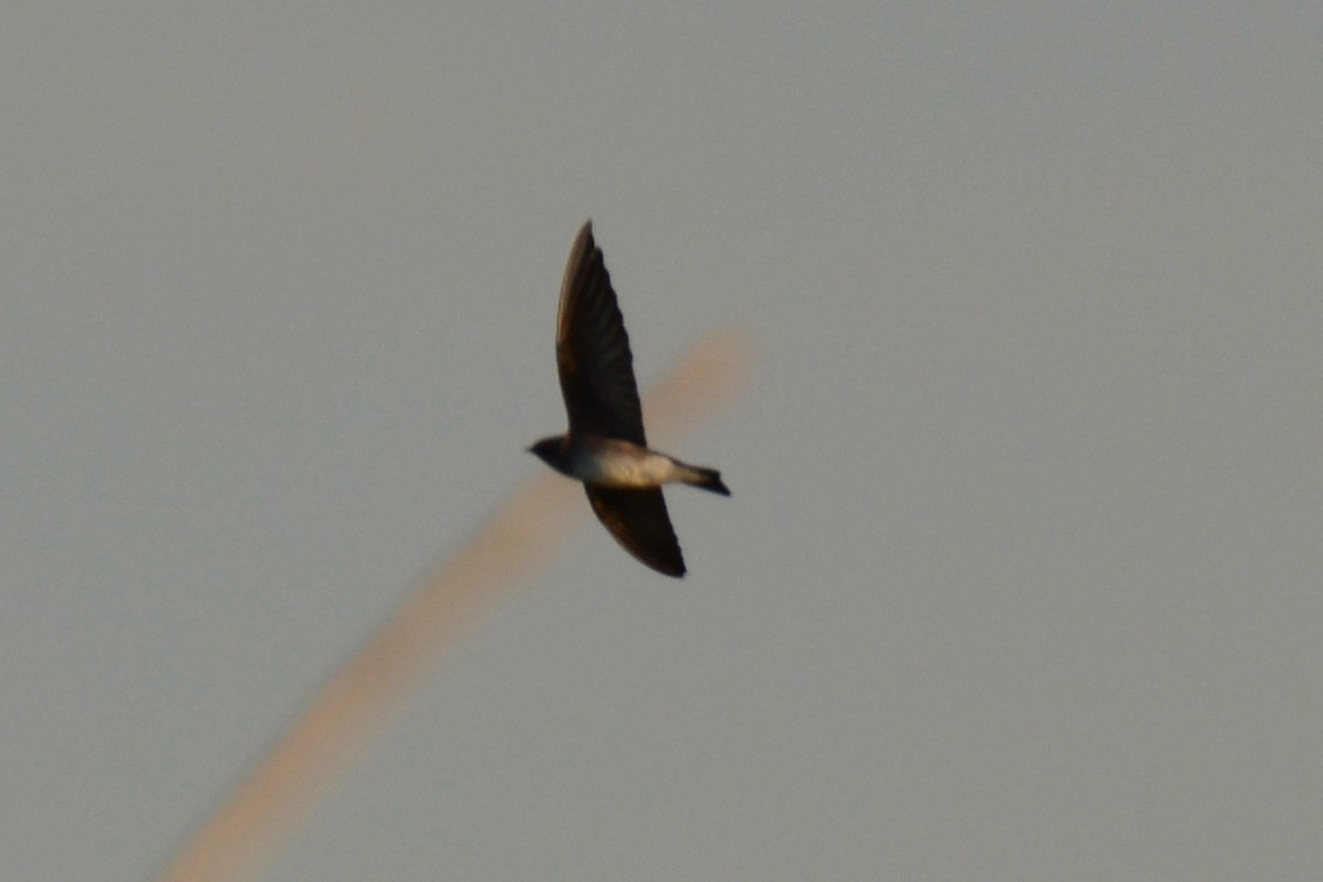 Northern Rough-winged Swallow - Benjamin Fick