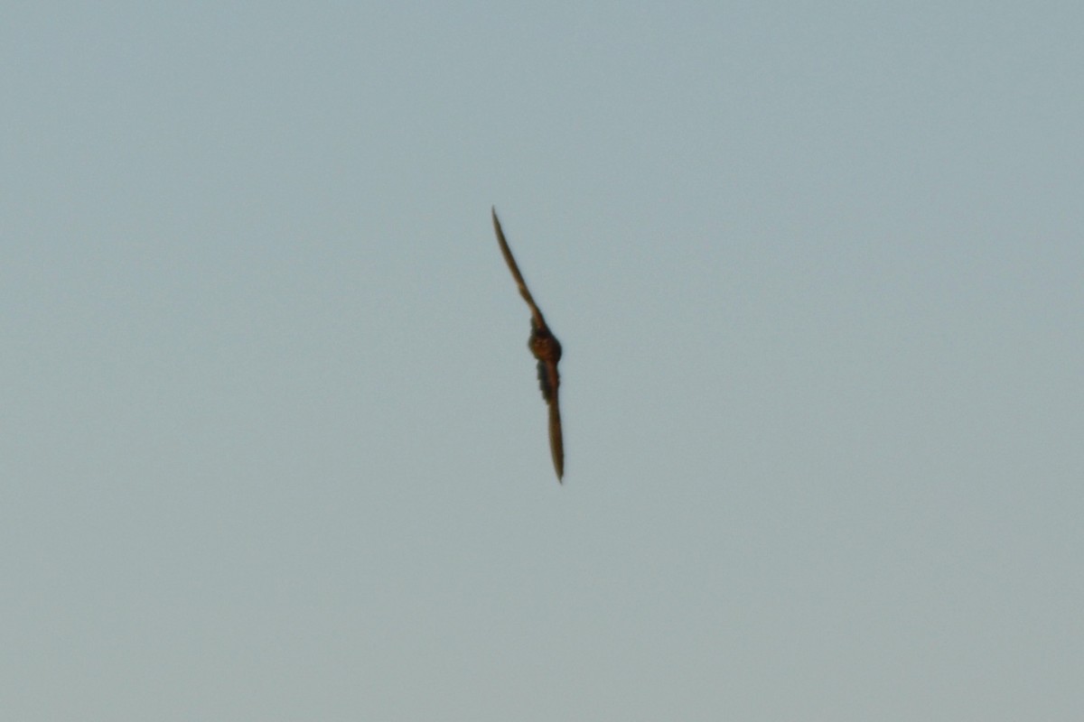 Northern Rough-winged Swallow - Benjamin Fick