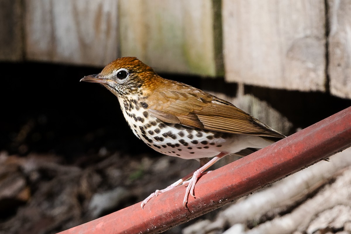 Wood Thrush - ML625061866