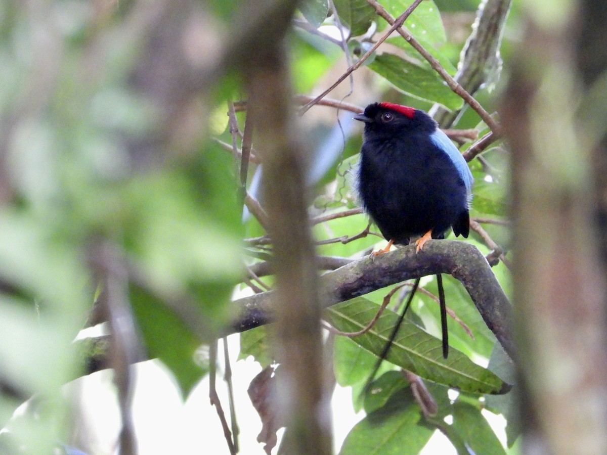 Long-tailed Manakin - ML625062125