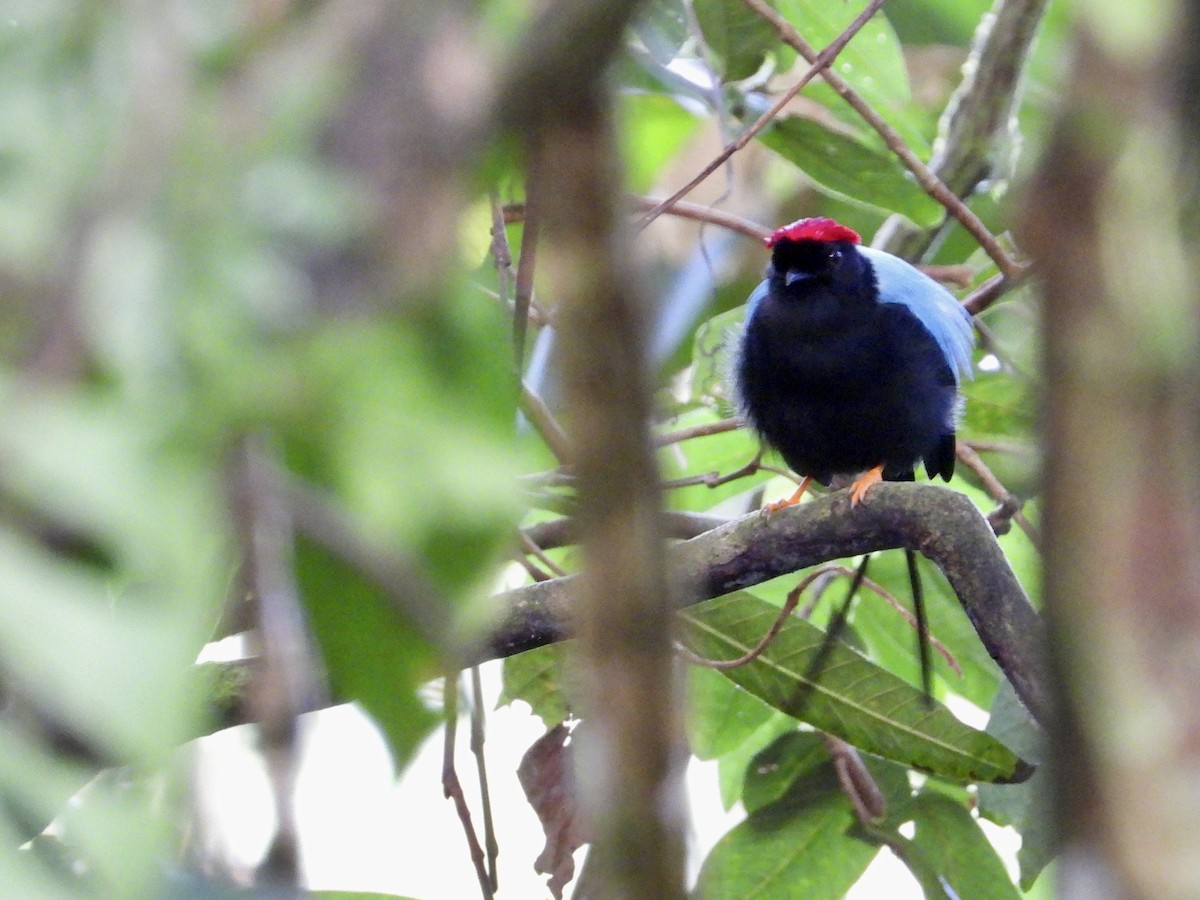 Long-tailed Manakin - ML625062126