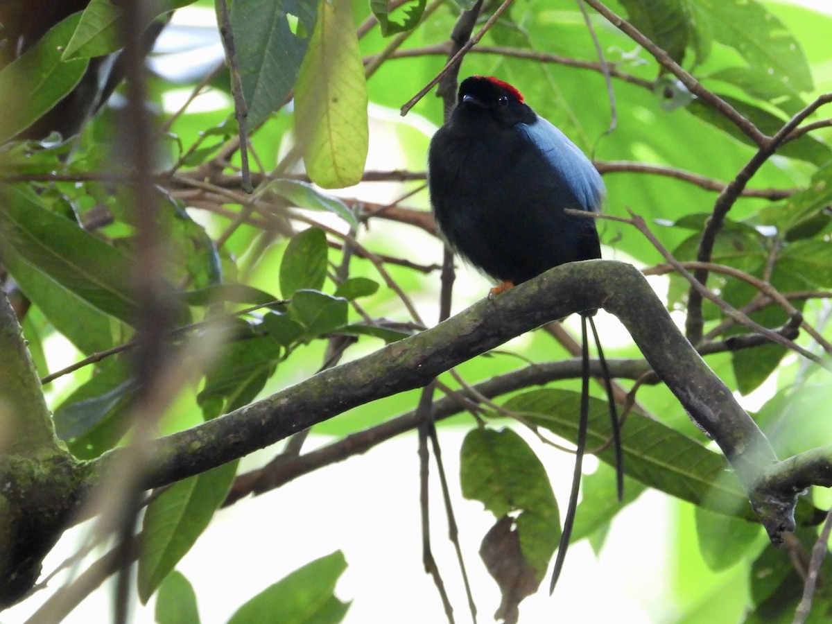 Long-tailed Manakin - Thaddeus Pendleton